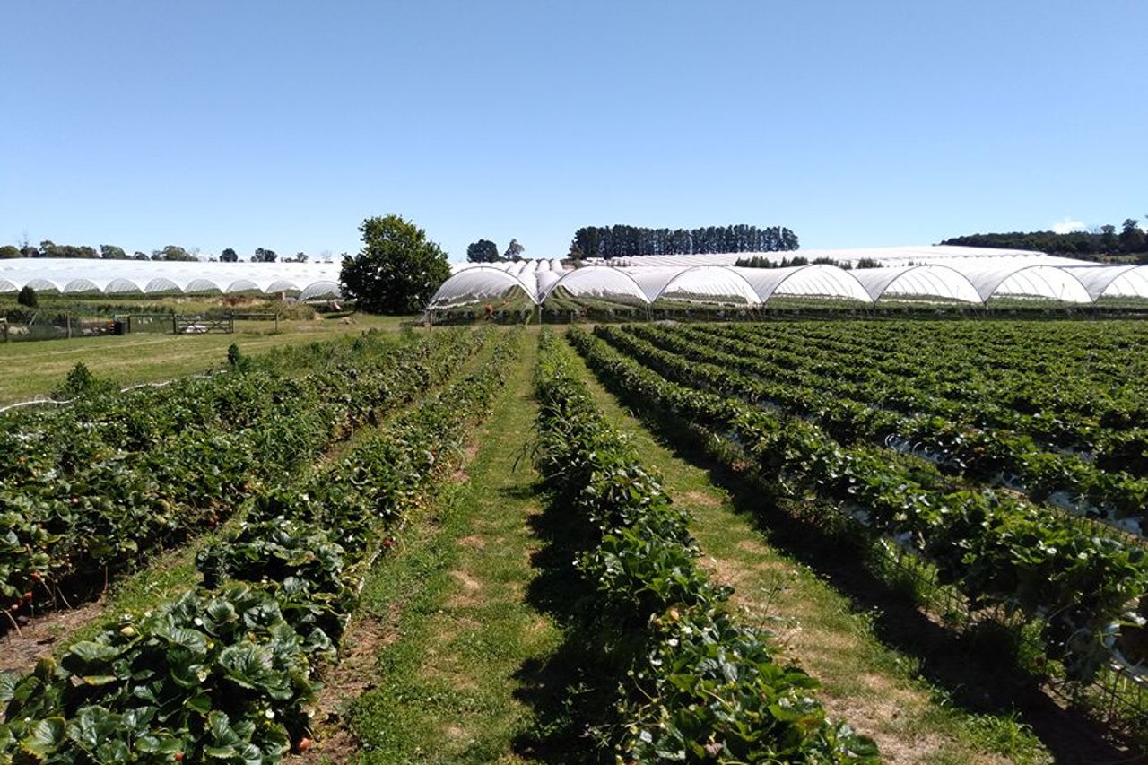 Biofertilizers: What they are, how they work, and what the research shows