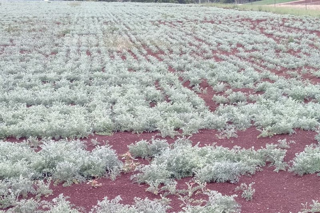 Regenerative Agriculture practices that actually work