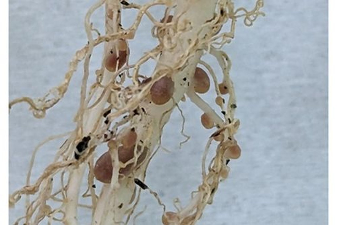 Rhizobium in Australia: Why its inoculant system works so well