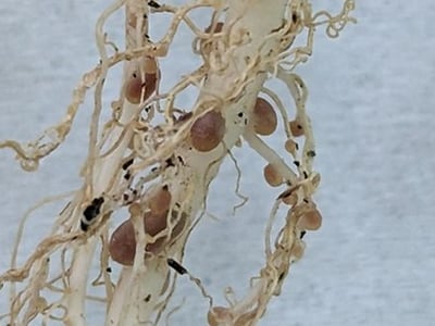 nodules-dato.jpg