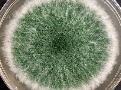 trichoderma-dato.png